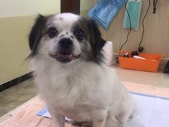 -美联众合动物医院·24h转诊中心