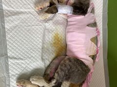 -美迦爱-牙专科·兔科·骨科诊疗中心(北苑店)