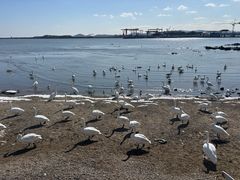 -烟墩角天鹅湖