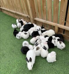 -萌宠亲子动物乐园(槐房万达店)