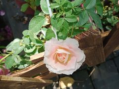 -广西壮族自治区药用植物园