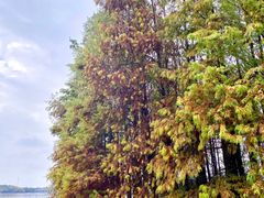 -上海海湾国家森林公园