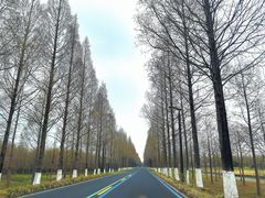 -黄海国家森林公园