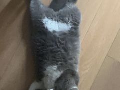 -博特宠物医院24h犬猫全科.骨科·异宠