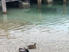 -柯尼希湖
