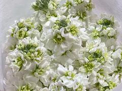 -循礼门鲜花花市(武汉循礼门店)