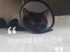 -安安宠物医院(佳林路分院)