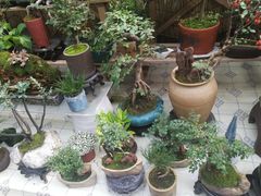 -金陵花卉交易市场