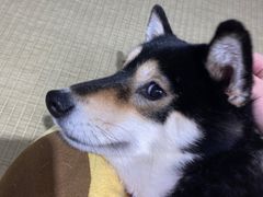 -逗柴咖啡屋·狗咖猫咖宠物桌游