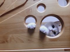 -糯米喵星人总部直营旗舰店·猫舍·幼猫出售