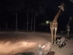 -清迈夜间动物园