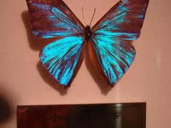 蝴蝶标本-上海昆虫博物馆