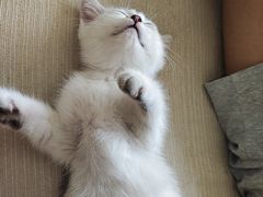-糯米喵星人总部直营旗舰店·猫舍·幼猫出售