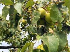 -丽泽山庄·生态怀柔菜·虹鳟鱼(红螺寺店)
