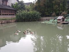 -乌村