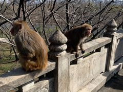 -苏州上方山国家森林公园