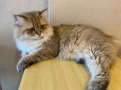 -浅草猫吧猫咖 购宠桌游 约会社交(红鼎国际名苑店)