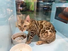 -FAELING PETS美天灵宠物(合生汇店)