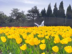 -石家庄市植物园