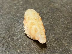 -嶺寿司