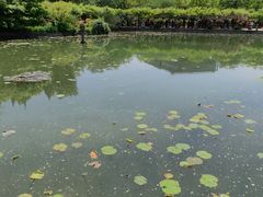 -嘉定紫藤园