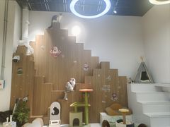 -COLOR PETS 撸猫馆·购猫·猫咖(长风大悦城店)