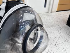 -瑞派康怡24h宠物医院·犬猫医疗中心·微创绝育(瑞景分院)