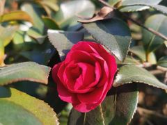 -新贝乐意大利餐厅(苏州中心店)