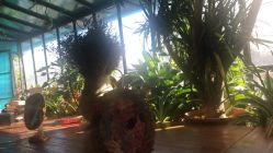 点击看大图 -金棕榈