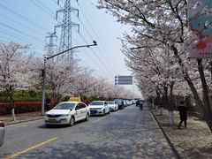 -高东镇樱花园