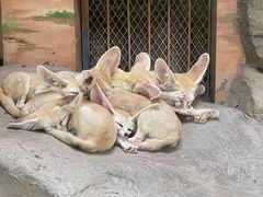 -上海野生动物园