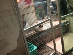 -猫咪博物馆(顶澳仔猫街店)