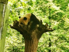 -都江堰中华大熊猫苑