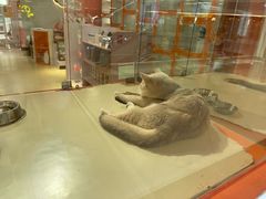 -三花喵·撸猫购宠·宠物生活馆(虹桥南丰城店)