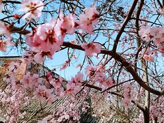 -桃花堤公园