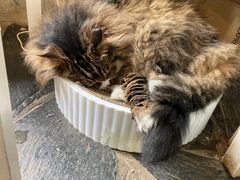 -Anne猫窝咖啡屋