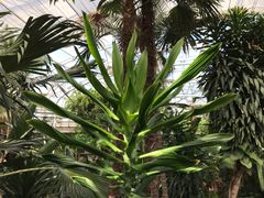 -北京植物园-展览温室