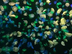 -珠海长隆海洋王国