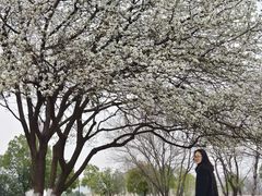 -盘龙城国家考古遗址公园