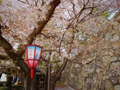 -名古屋城