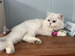 -伟伟宠物医院·瑞派猫友好医院·猫科(光谷店)