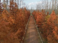 -合肥滨湖国家森林公园