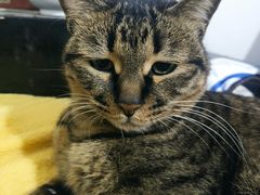 -佳怡动物医院·平价24小时·猫专科骨外科