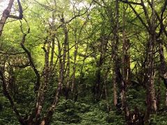-峨嵋山金顶