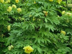 -洛阳市隋唐城遗址植物园