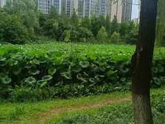 -洋湖国家湿地公园