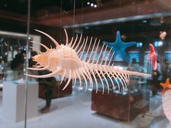 -青岛贝壳博物馆