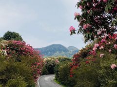 -贵州百里杜鹃风景名胜区