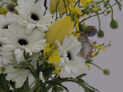 -循礼门鲜花花市(武汉循礼门店)