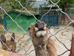 -萌宠亲子动物乐园(槐房万达店)